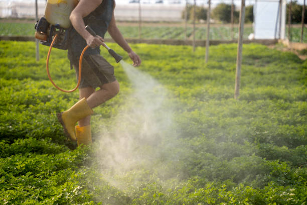 Best Local Pest Control Services  in Vernonia, OR