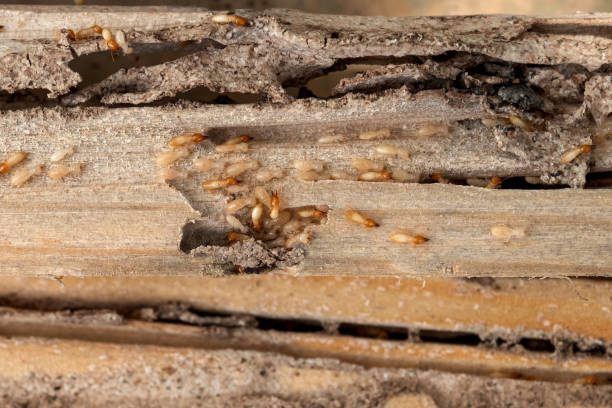 Best Termite Control Services  in Vernonia, OR