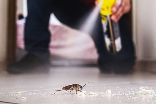 Best Flea Control Services  in Vernonia, OR